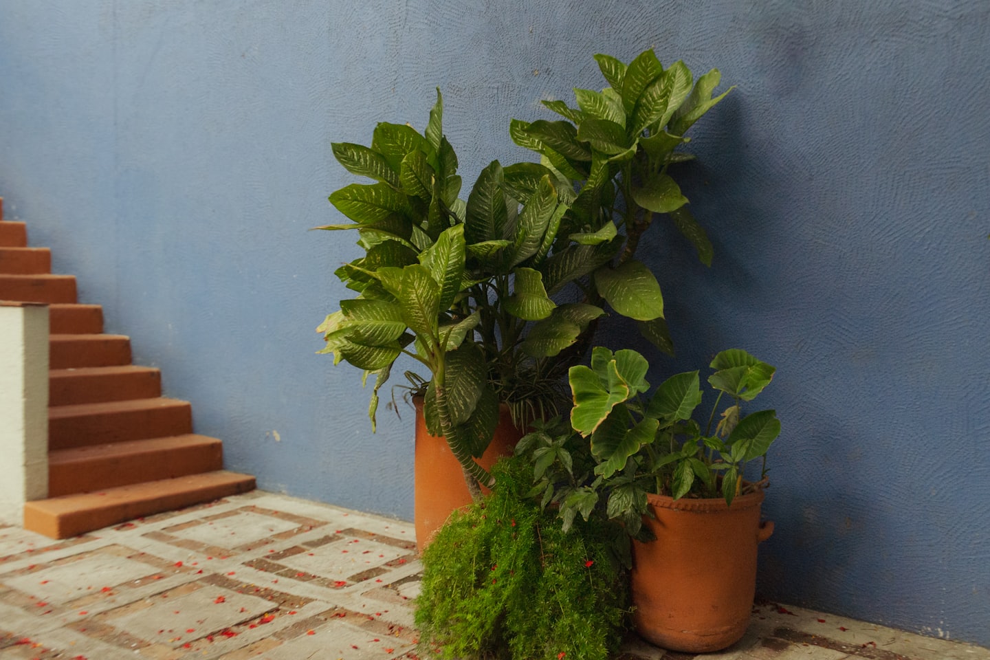 Indoor Plants practical growing guide