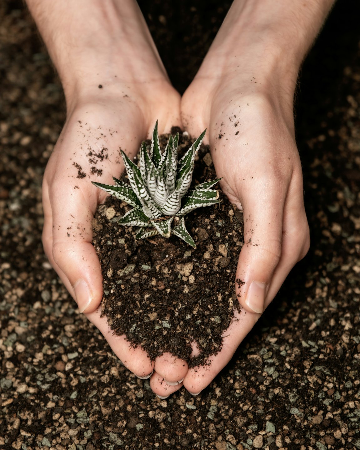 Plant Propagation practical growing guide