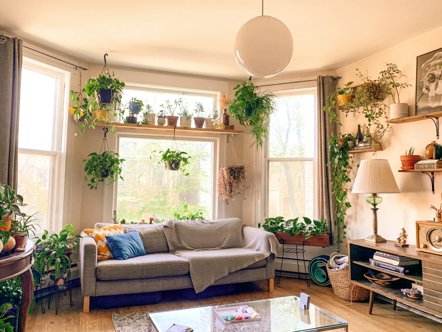 Top Ten Beginner Friendly Indoor Plants