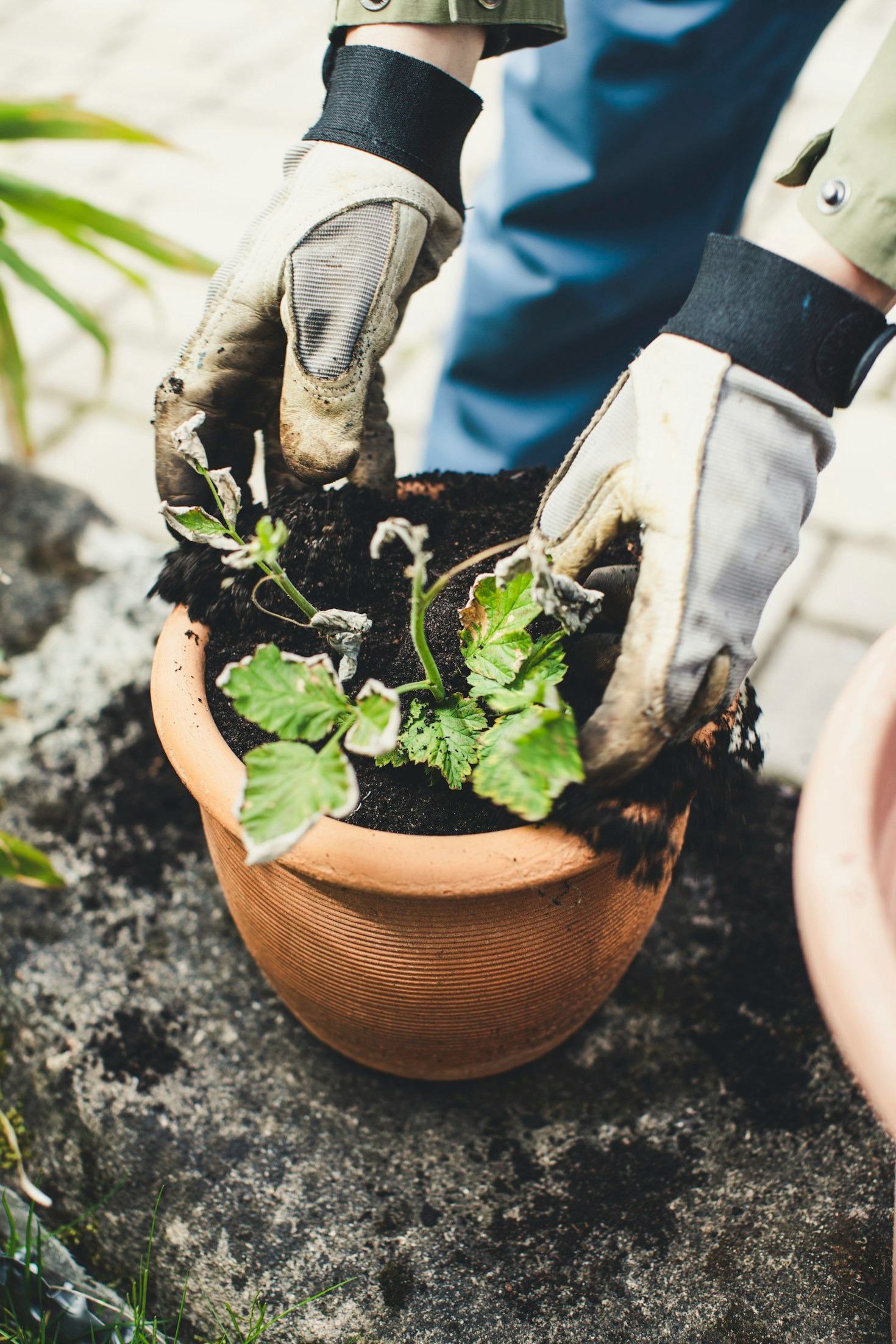 Natural Ways To Prevent Common Pests