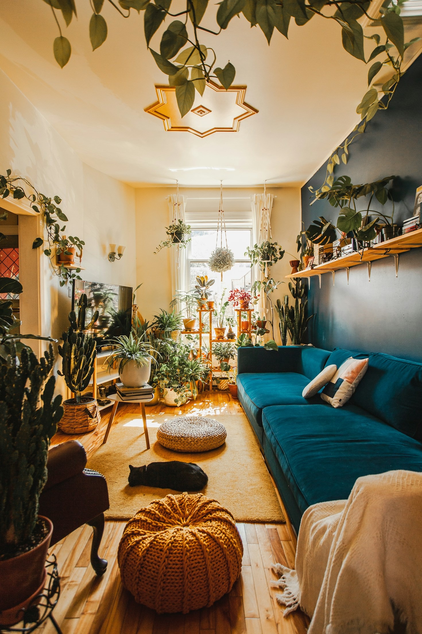 Watering Habits For Thriving Houseplants